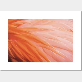 Flamingo Feathers Photograph Posters and Art